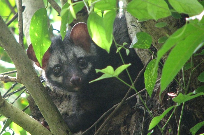 Kopi Luwak. Przyjaciele Kawy