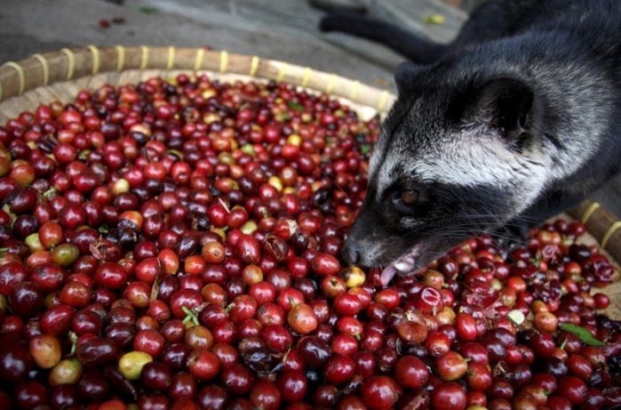 Kopi Luwak. Przyjaciele Kawy