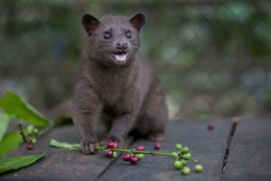 Kopi Luwak